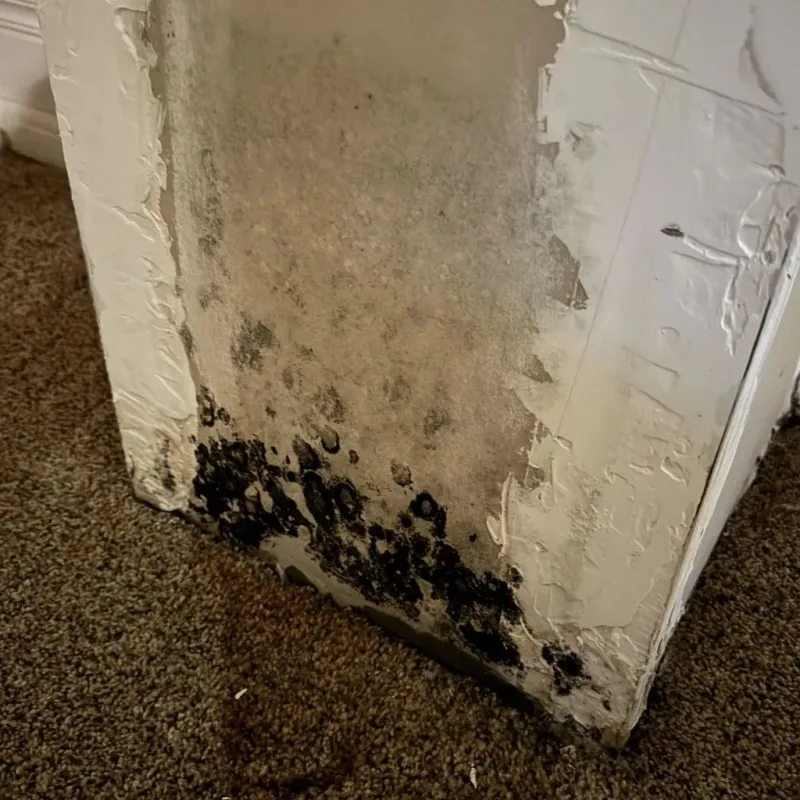 Professional Mold Removal in Marion County, AL